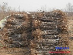 邯鄲棗樹(shù)苗：2019年春季1-3公分棗樹(shù)苗供應(yīng)
