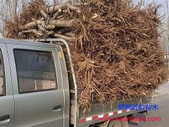 邯鄲桃樹(shù)苗：2019年春季6-8公分桃樹(shù)苗批發(fā)【價(jià)格低】