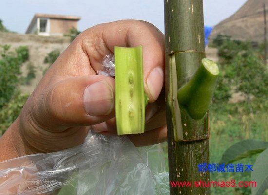 核桃的方塊嫁接技術(shù)