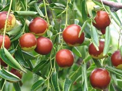 磁縣2公分棗樹(shù)苗批發(fā)