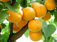 廣平3公分杏樹(shù)苗批發(fā)