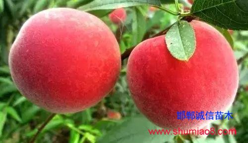 什么樣的桃苗是優(yōu)質(zhì)桃苗？桃子種類日漸多樣化，咱們種哪個？