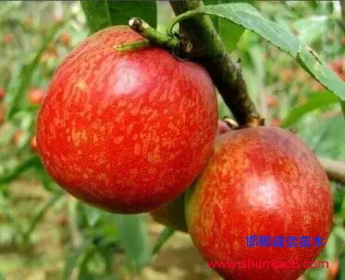 什么樣的桃苗是優(yōu)質(zhì)桃苗？桃子種類日漸多樣化，咱們種哪個？