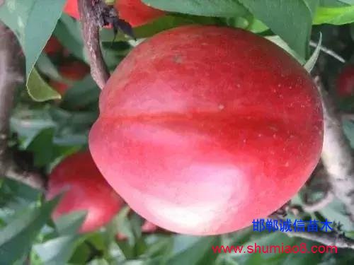 什么樣的桃苗是優(yōu)質(zhì)桃苗？桃子種類日漸多樣化，咱們種哪個？
