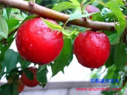 什么樣的桃苗是優(yōu)質(zhì)桃苗？桃子種類日漸多樣化，咱們種哪個？