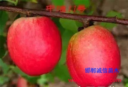 什么樣的桃苗是優(yōu)質(zhì)桃苗？桃子種類日漸多樣化，咱們種哪個？