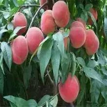 什么樣的桃苗是優(yōu)質(zhì)桃苗？桃子種類日漸多樣化，咱們種哪個？