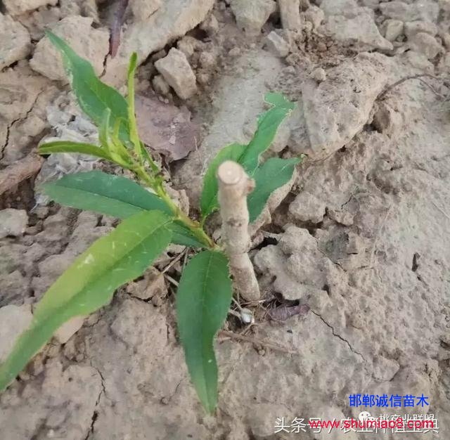 桃樹不同時(shí)刻起苗對(duì)成活的影響，你知道嗎？
