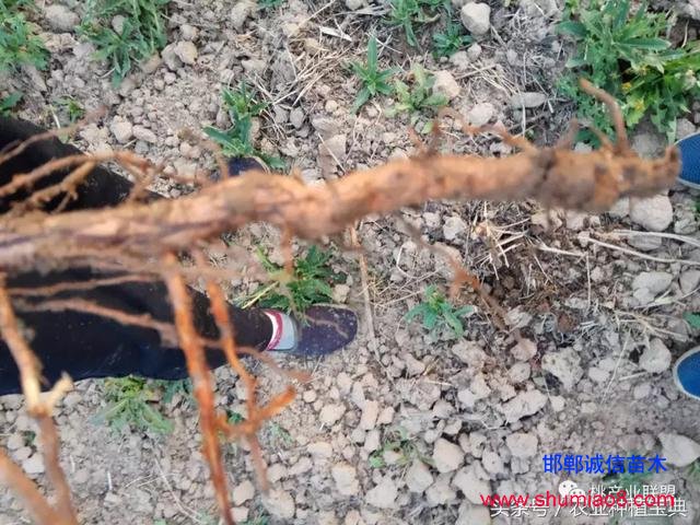 桃樹不同時(shí)刻起苗對(duì)成活的影響，你知道嗎？