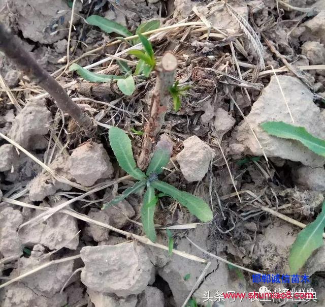 桃樹不同時(shí)刻起苗對(duì)成活的影響，你知道嗎？