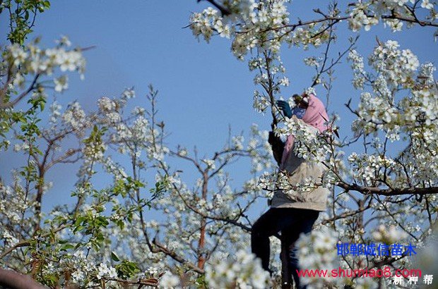 梨樹如何進(jìn)行疏花疏果？