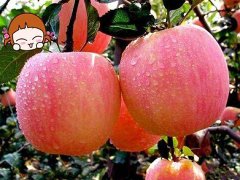 嘎啦蘋(píng)果