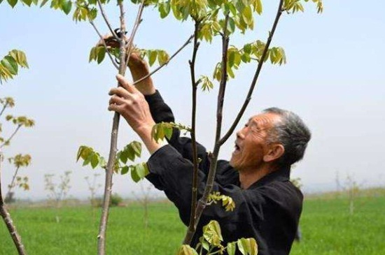 1一4年核桃樹(shù)如何修剪，分層修剪并處理背后枝