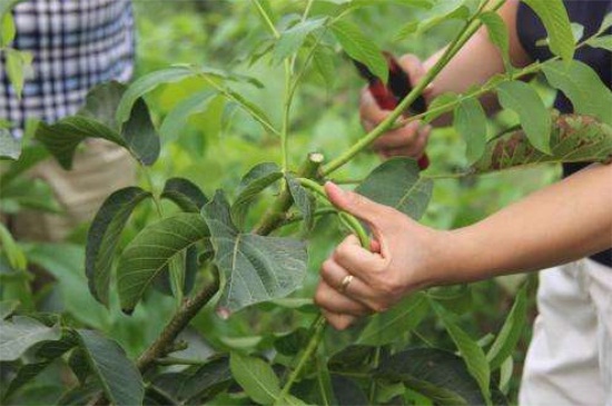1一4年核桃樹(shù)如何修剪，分層修剪并處理背后枝